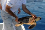 Soccorsa tartaruga “Caretta Caretta” al largo di Palermo item-thumbnail