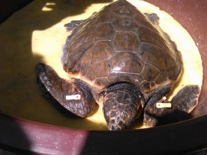 Earth Day, tartaruga Caretta Caretta <br /> liberata nel mare di Cefalù