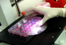 Superbatteri, perché sono invulnerabili