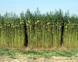 canapa piantagione canapa piantagione