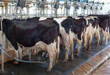 Agroalimentare, prezzi all’ingrosso, aumenti per latte e burro